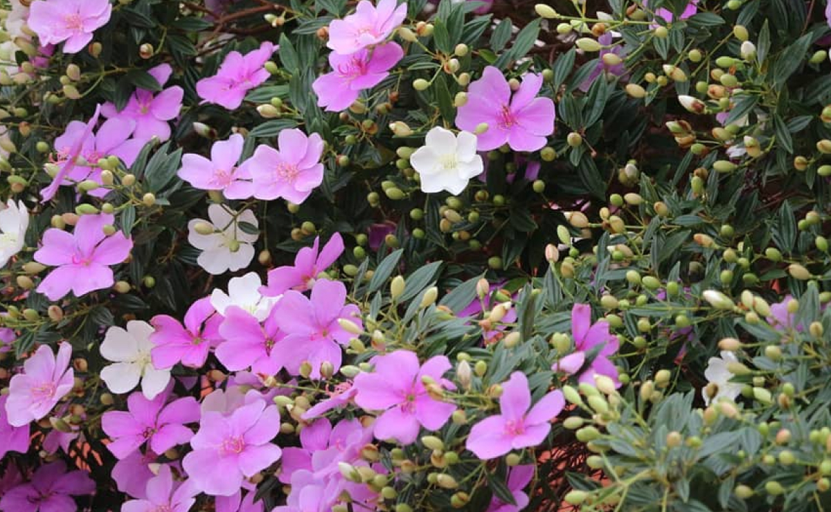 5 ideias de títulos:
1. Manacá-da-Serra: O Guia Completo de Cultivo e Manutenção
2. Flores que Encantam: Descubra a Magia do Manacá-da-Serra
3. Manacá-da-Serra para Calçadas: A Escolha Perfeita e Segura
4. Toxicidade do Manacá-da-Serra: Cuidados Essenciais para Pets
5. Manacá-da-Serra Anão: Beleza em Vasos e Pequenos Espaços