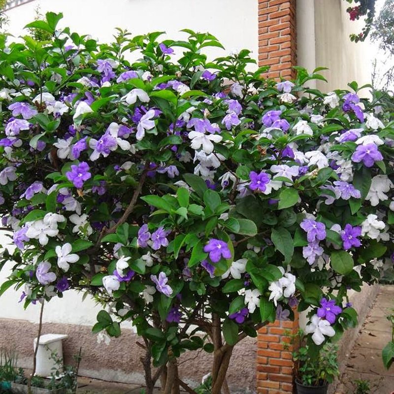 Brunfelsia uniflora