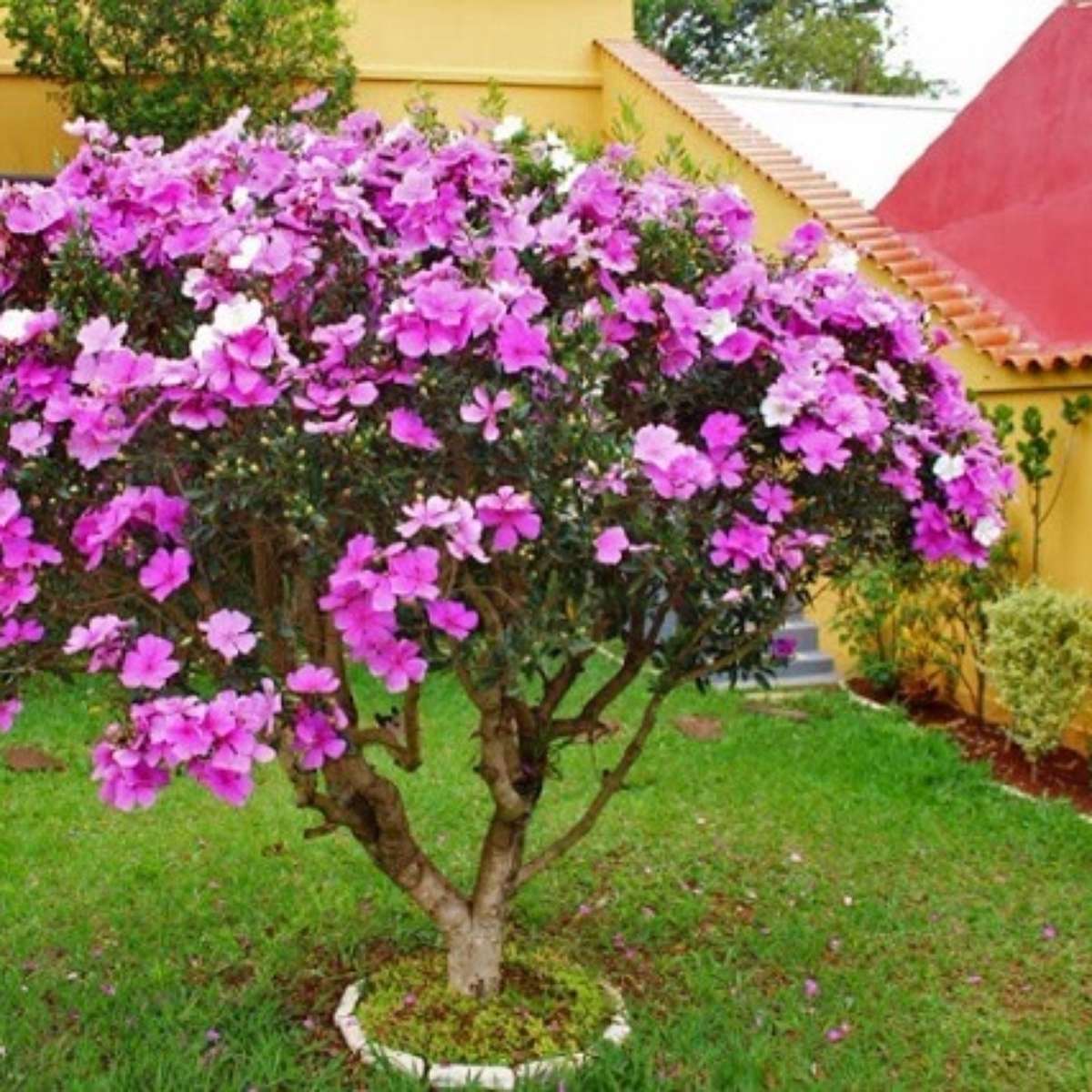 Flor que muda de cor