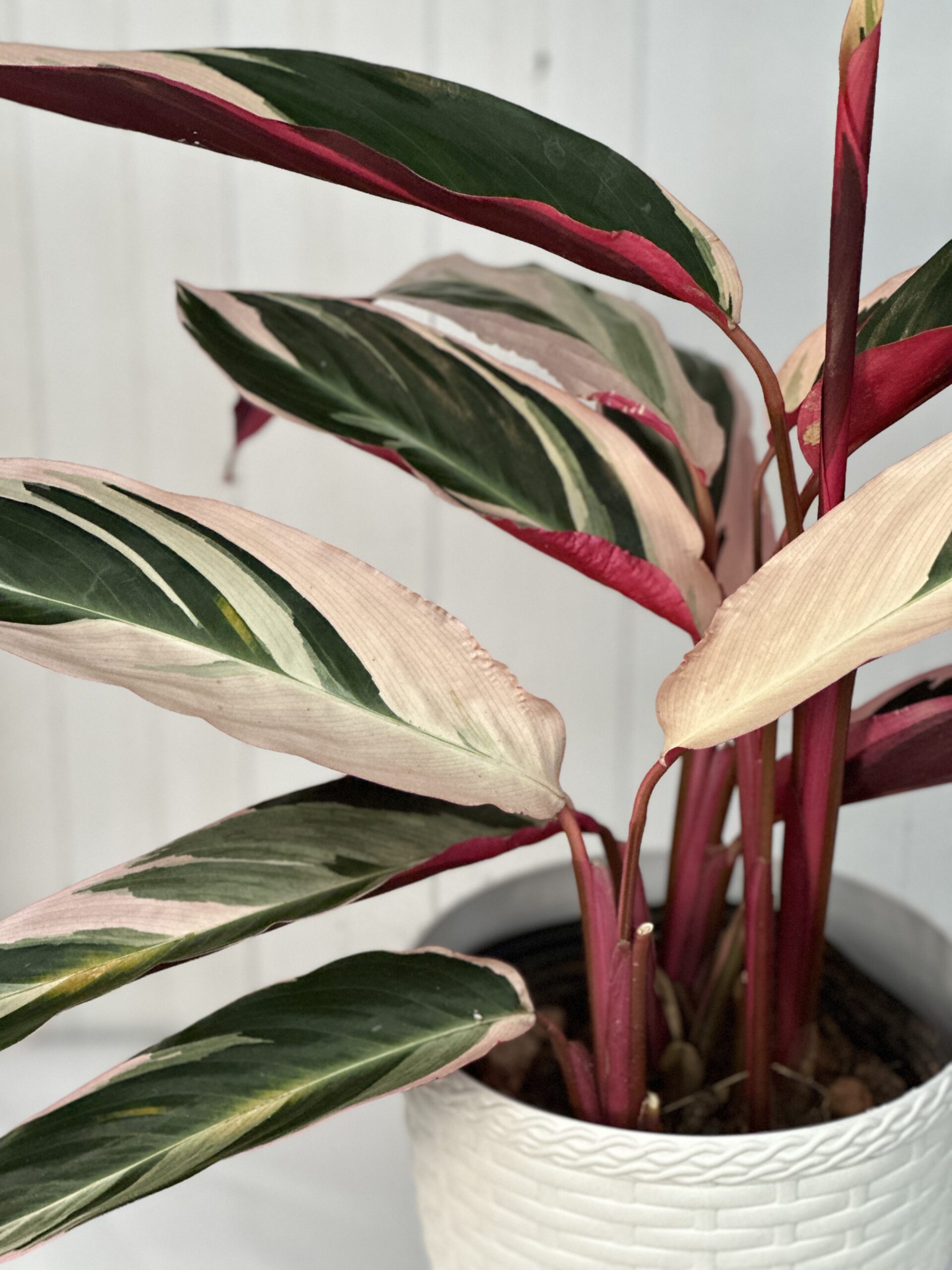Planta da Oração