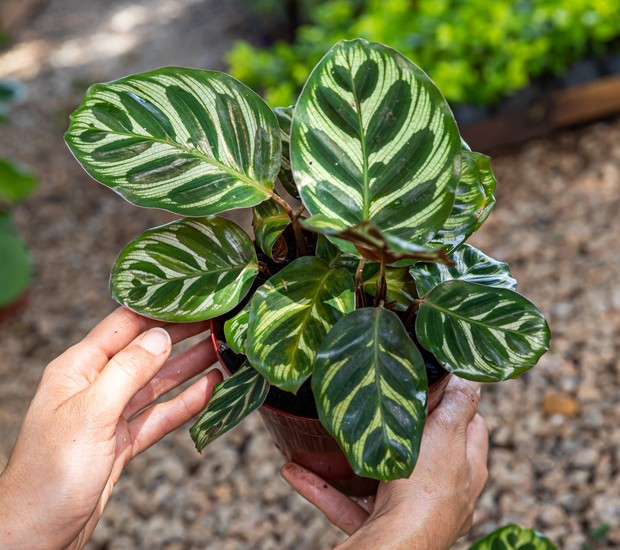Maranta Prayer Plant