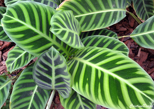 Maranta Tricolor