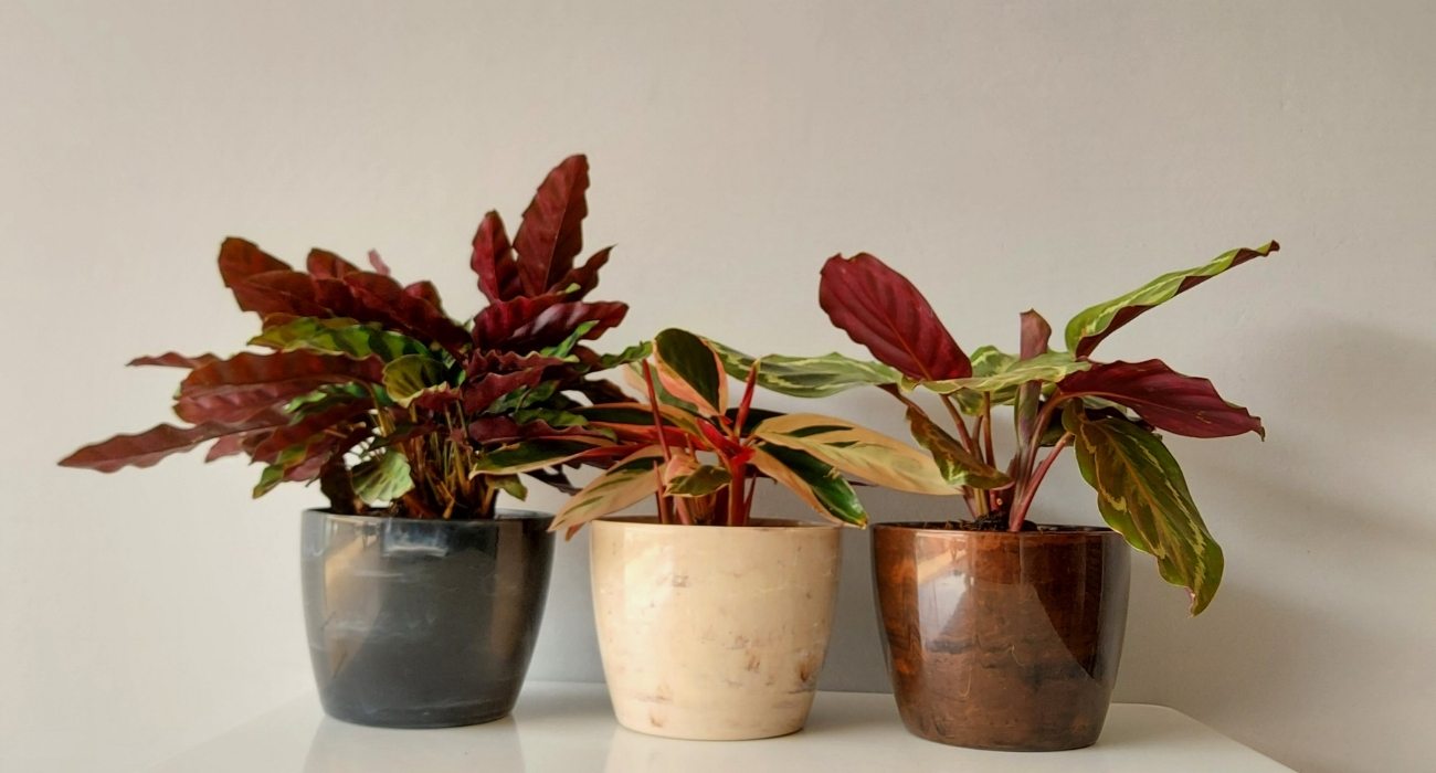 Planta Rezadeira