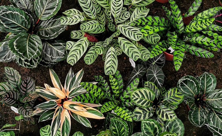 Plantas Tropicais