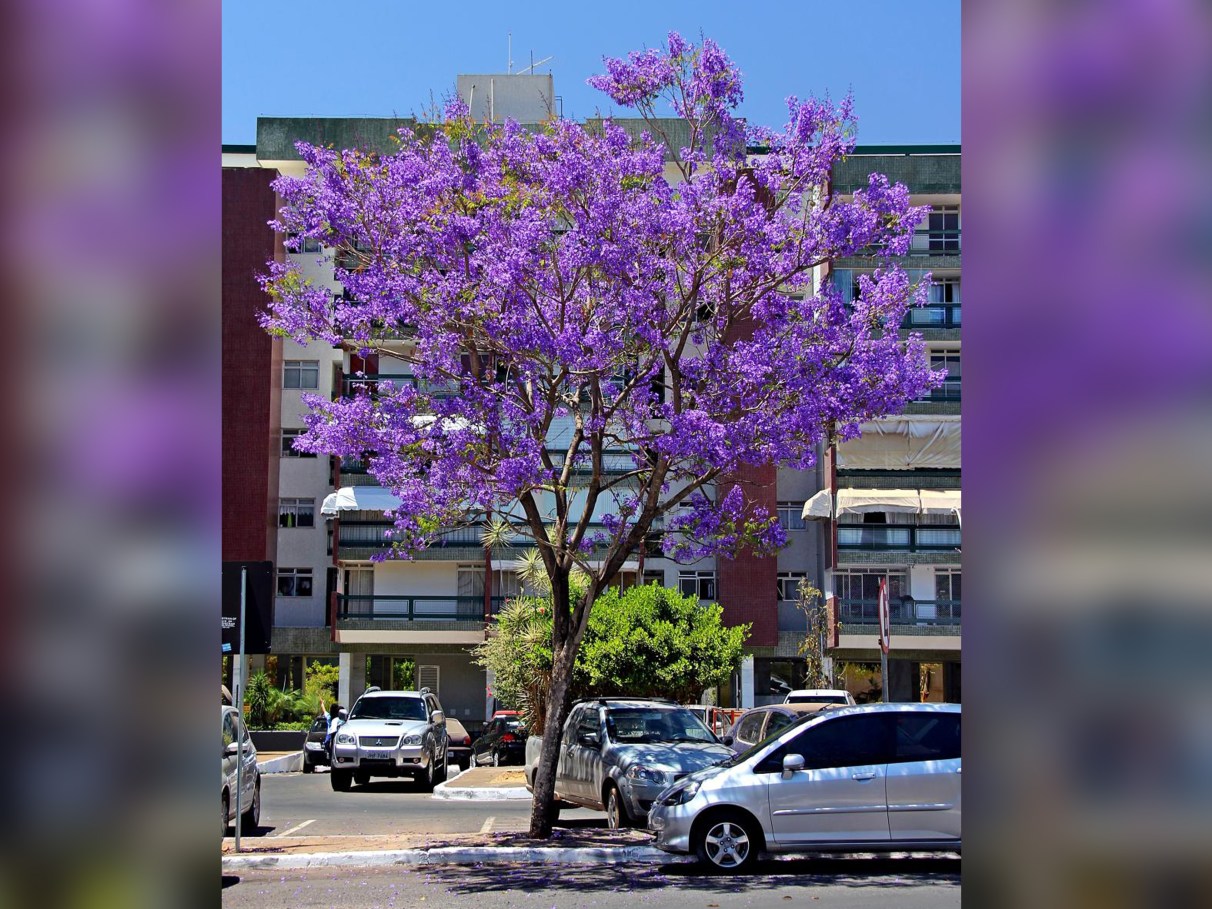 mel de flor de jacaranda