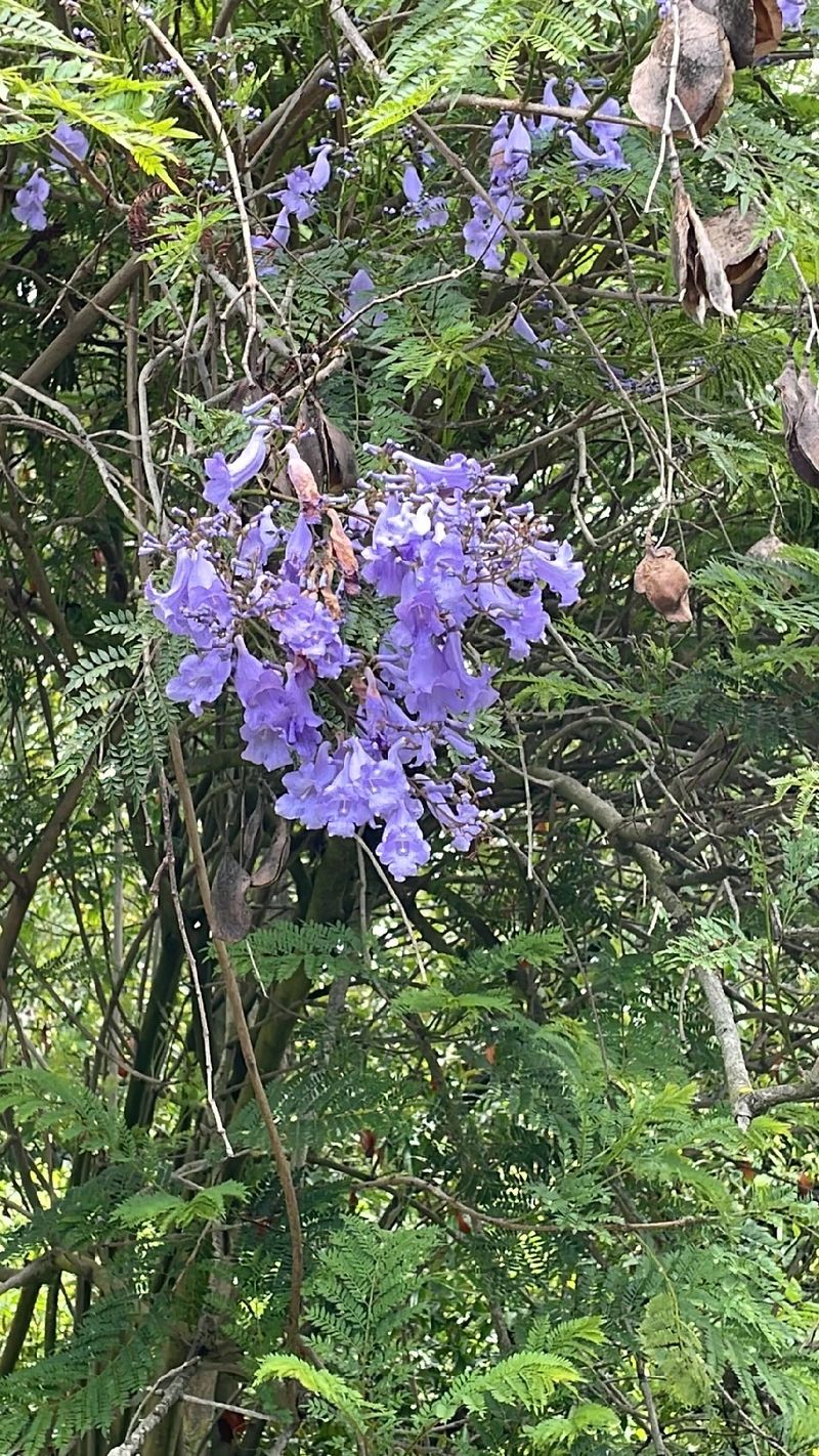 Jacarandá Mimosifolia: Usos e Benefícios Além do Mel