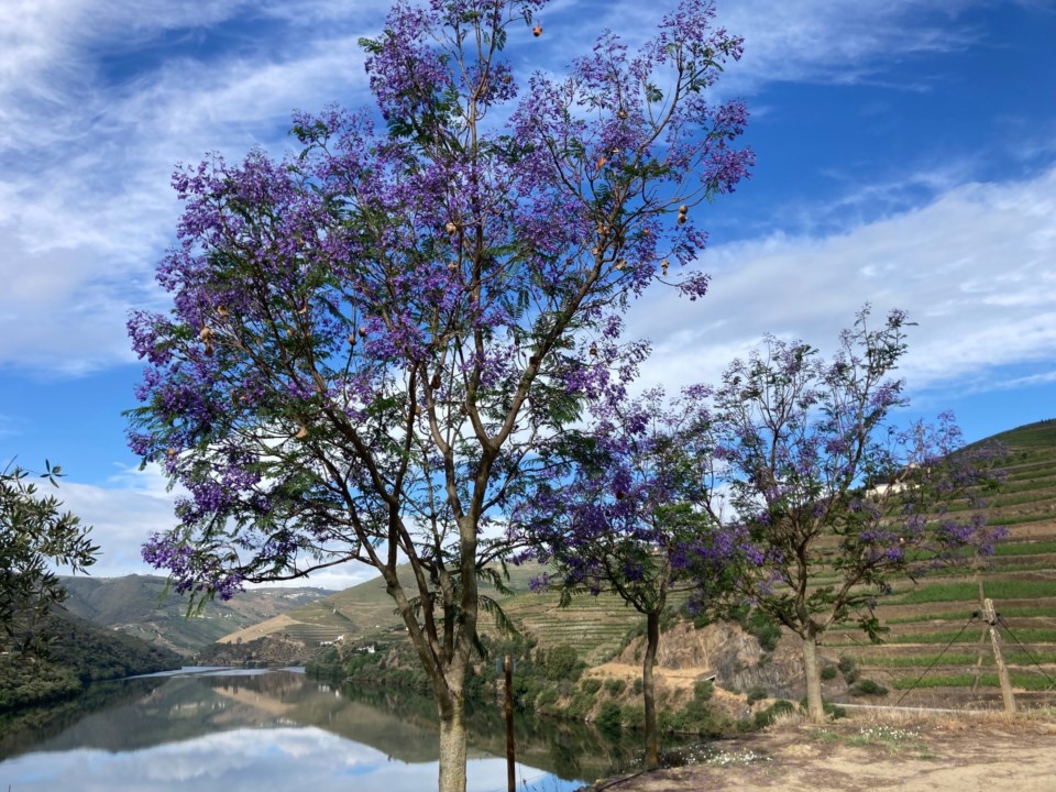 Receitas Criativas com Flor de Jacarandá (PANC)