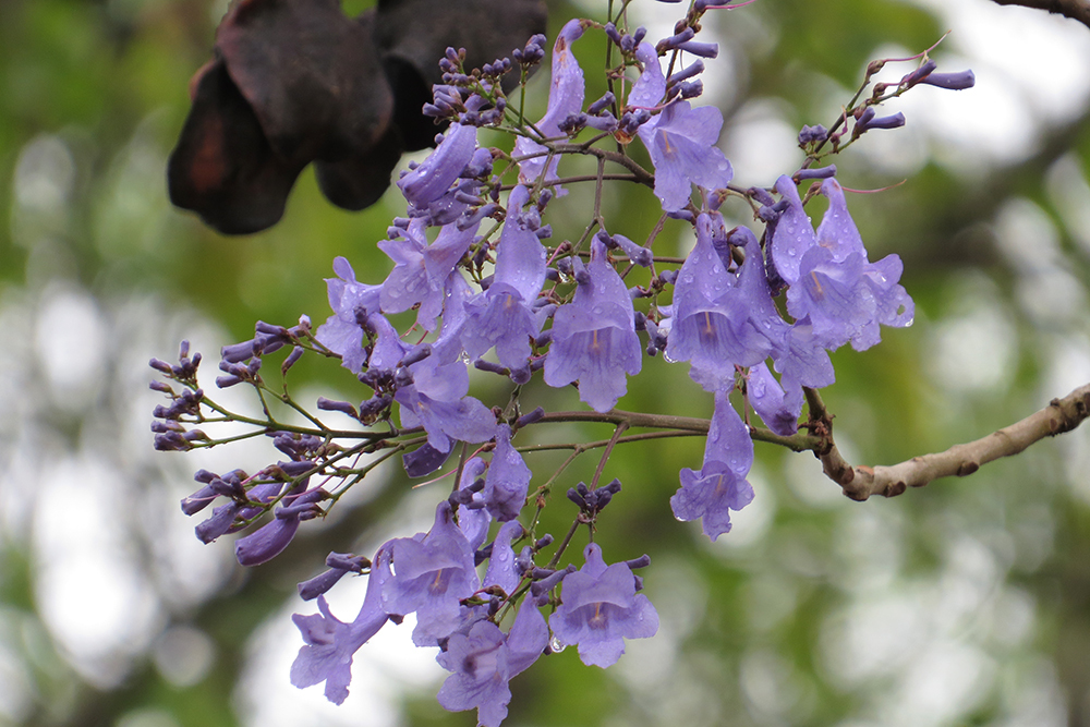 Mel Silvestre vs. Mel Monofloral: Qual a Diferença e Como Escolher?