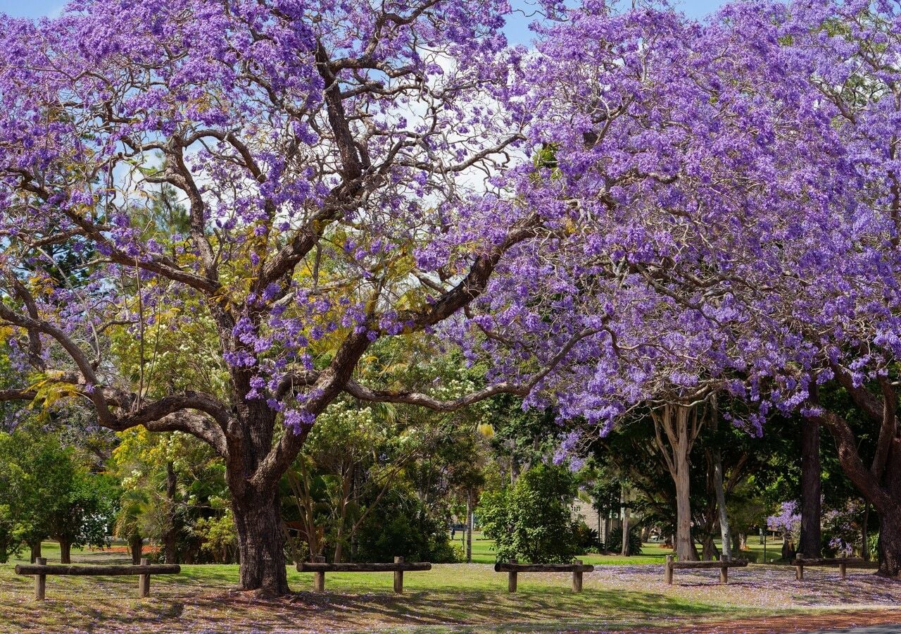 Onde Encontrar Méis Raros e Artesanais no Brasil