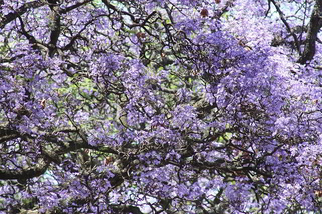 Jacarandá Mimosifolia: Usos e Benefícios Além do Mel