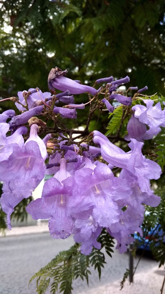 Como Identificar o Verdadeiro Mel Monofloral de Jacarandá
