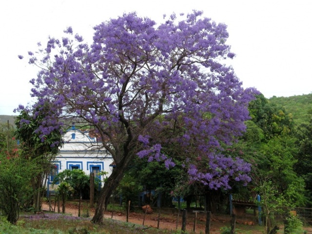 Receitas Criativas com Flor de Jacarandá (PANC)