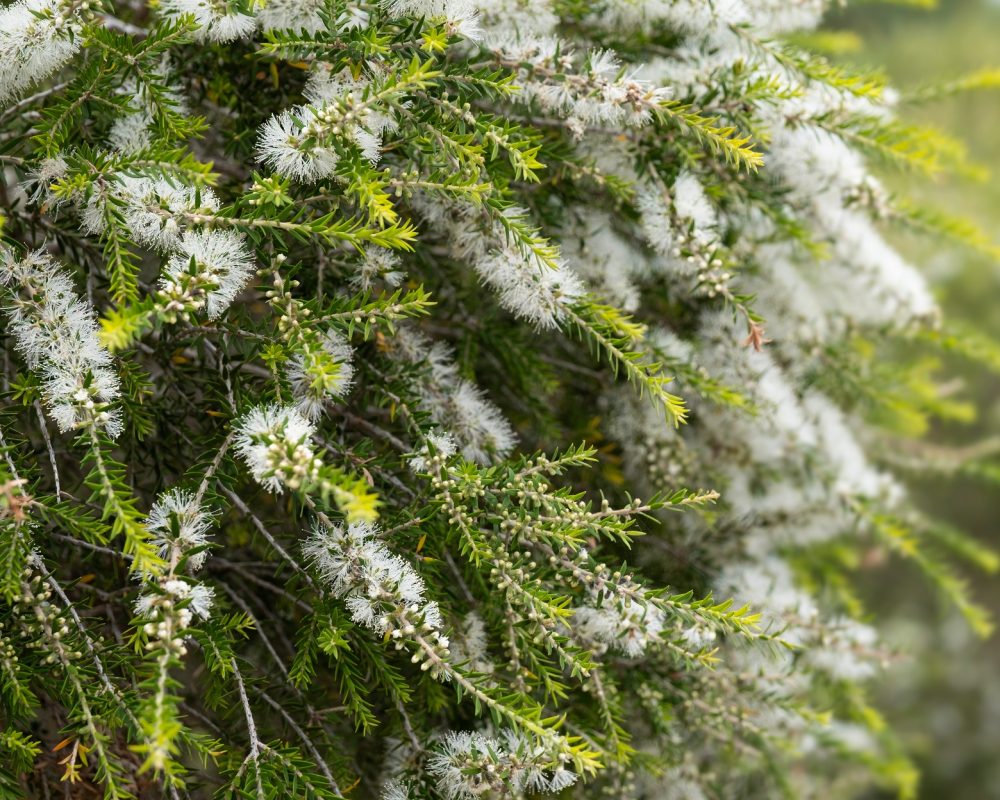 Guia Completo: Cultivo e Cuidados com a Planta Melaleuca