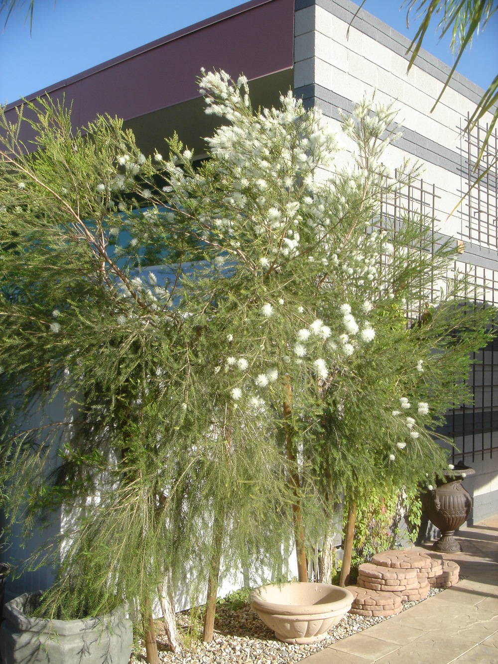 Melaleuca vs. Pragas: A Ciência por Trás do Fungicida Natural