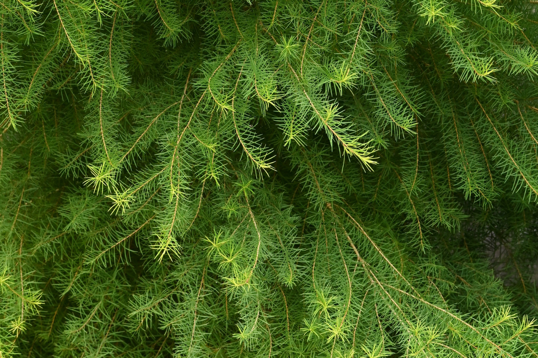 melaleuca (tea tree) na horta