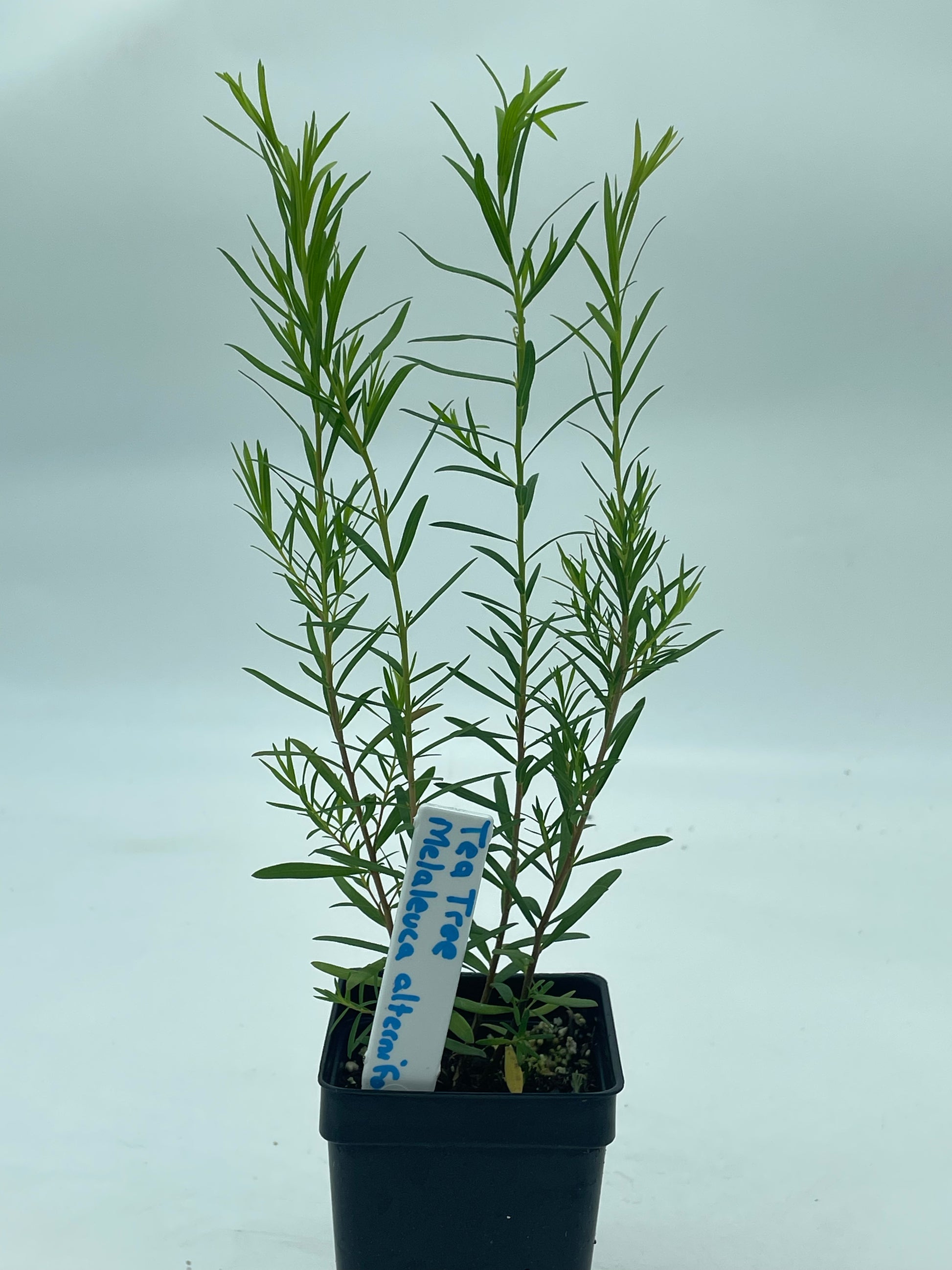 Guia Completo: Cultivo e Cuidados com a Planta Melaleuca