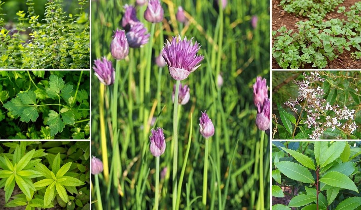 Como criar uma horta de temperos em vasos