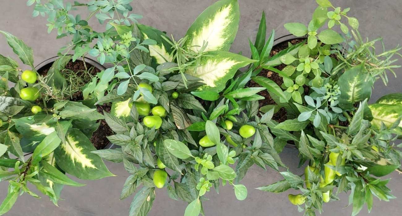 Benefícios dos chás de ervas para a saúde