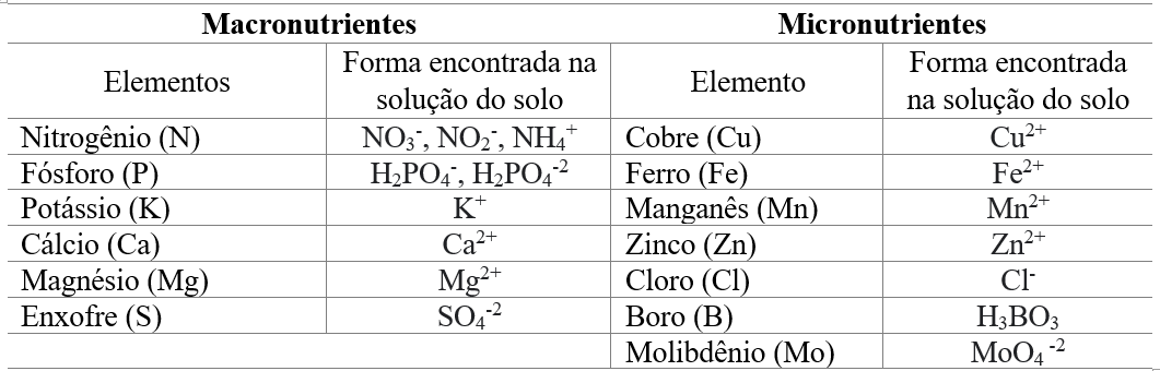 Potássio: O segredo para plantas mais resistentes