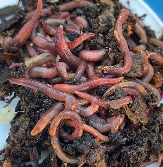 minhocas californianas para compostagem