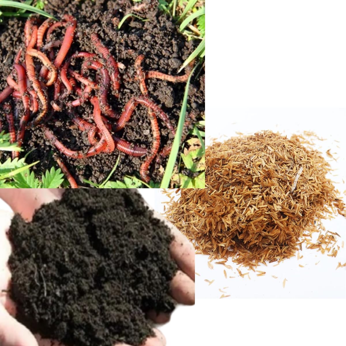 Diferenças entre minhocas californianas e nativas