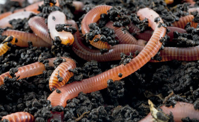 Os benefícios do húmus de minhoca para hortas