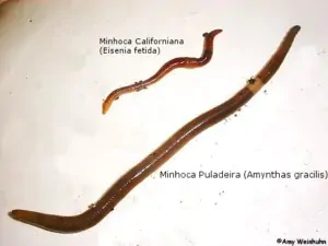 Diferenças entre minhocas californianas e nativas