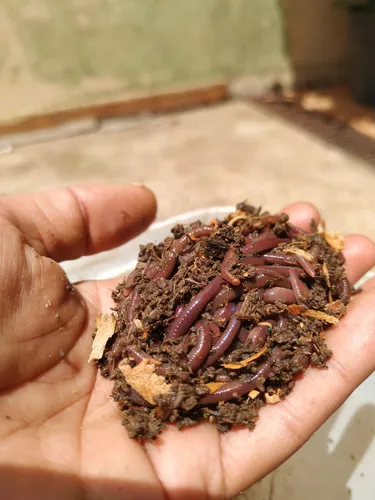 minhocas californianas para compostagem