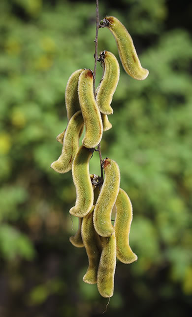 Como a Mucuna Pruriens afeta a dopamina?