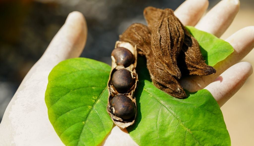 Riscos e Cuidados ao Usar Mucuna Pruriens