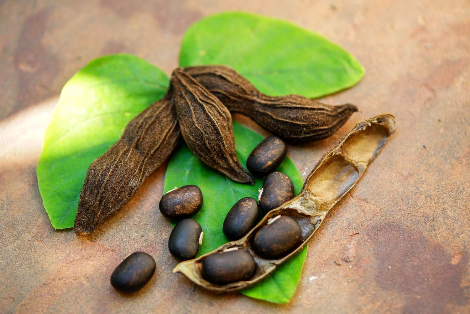 Melhore seu Foco com os Benefícios da Mucuna Pruriens