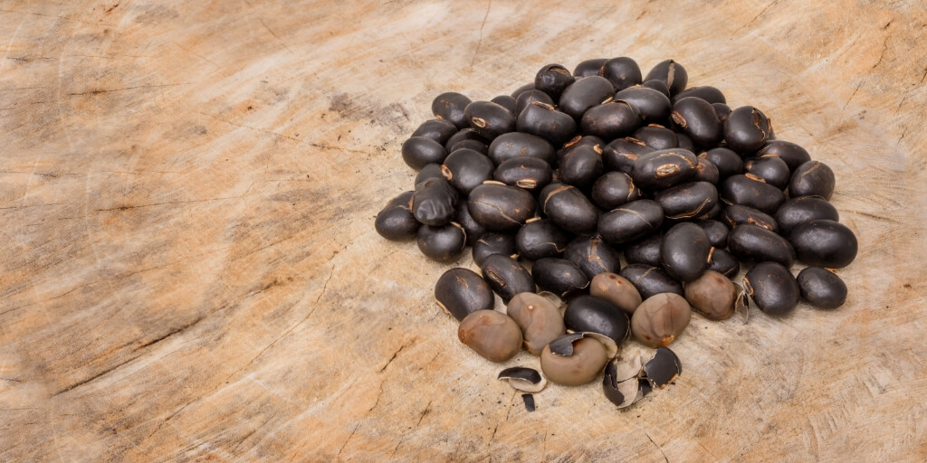 Mucuna Pruriens e Ganho de Massa Muscular: O Que Você Precisa Saber