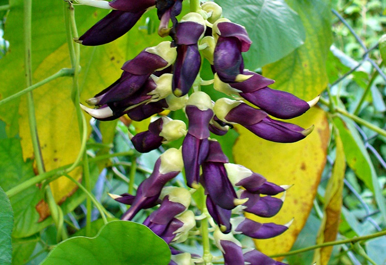 Riscos e Cuidados ao Usar Mucuna Pruriens