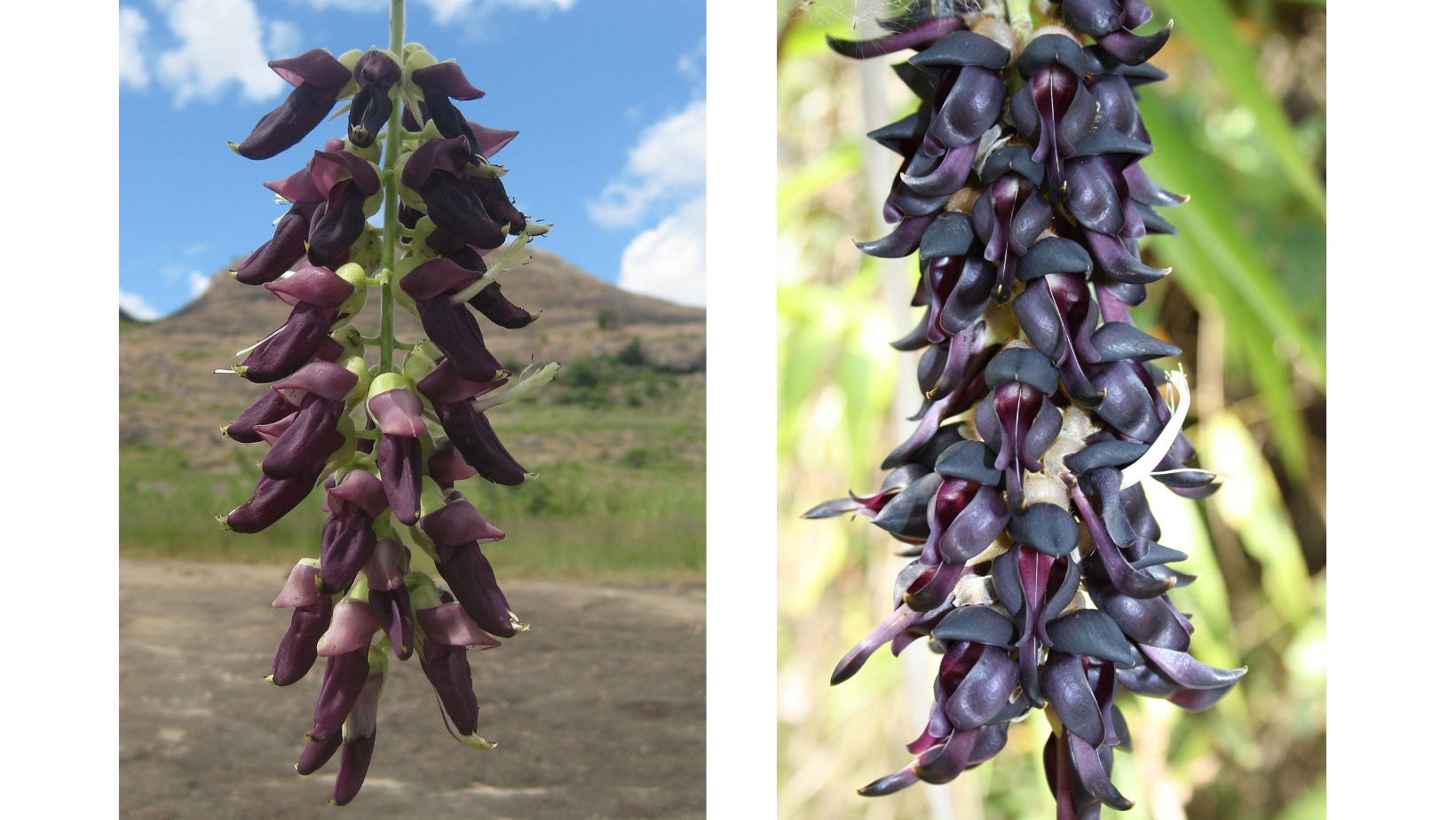 Mucuna Pruriens: Um Guia Completo para Saúde Sexual