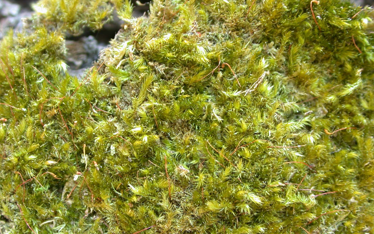 musgo no tronco da arvore