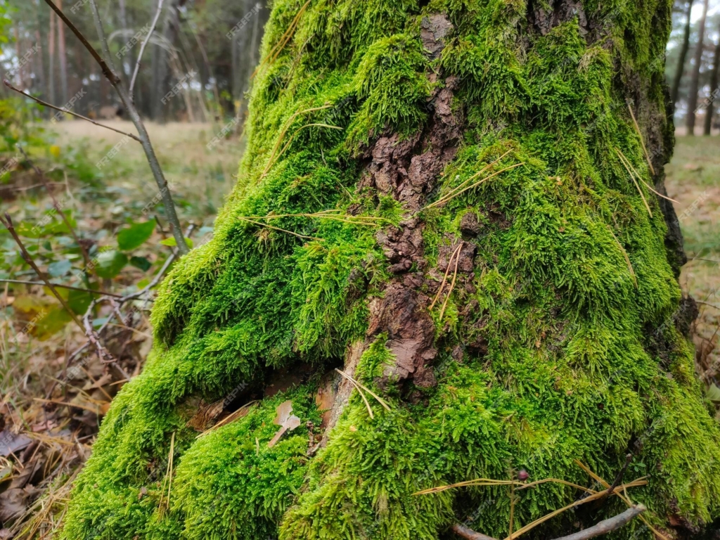 1. Musgo em Árvores: Um Guia Completo para Identificação e Cuidados
2. Os Benefícios Surpreendentes do Musgo para o Meio Ambiente
3. Como Remover Musgo de Árvores de Forma Segura e Eficaz
4. Musgo vs. Líquen: Entenda as Diferenças e Impactos nas Plantas
5. Árvores com Musgo: Sinais de Alerta e Prevenção de Doenças