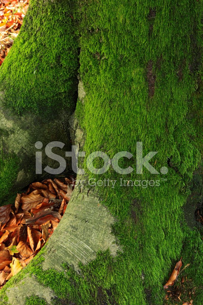 1. Musgo em Árvores: Um Guia Completo para Identificação e Cuidados
2. Os Benefícios Surpreendentes do Musgo para o Meio Ambiente
3. Como Remover Musgo de Árvores de Forma Segura e Eficaz
4. Musgo vs. Líquen: Entenda as Diferenças e Impactos nas Plantas
5. Árvores com Musgo: Sinais de Alerta e Prevenção de Doenças