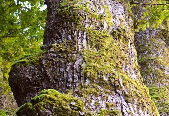 1. Musgo em Árvores: Um Guia Completo para Identificação e Cuidados
2. Os Benefícios Surpreendentes do Musgo para o Meio Ambiente
3. Como Remover Musgo de Árvores de Forma Segura e Eficaz
4. Musgo vs. Líquen: Entenda as Diferenças e Impactos nas Plantas
5. Árvores com Musgo: Sinais de Alerta e Prevenção de Doenças