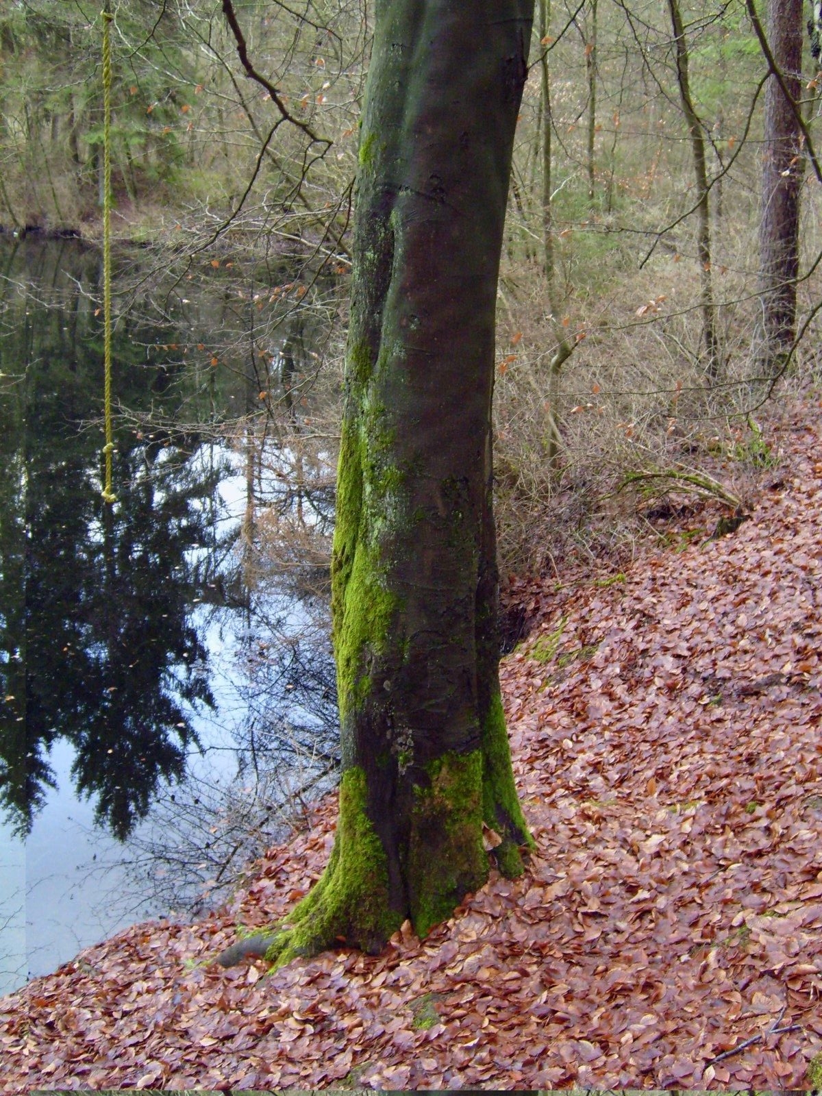 musgo no tronco da arvore