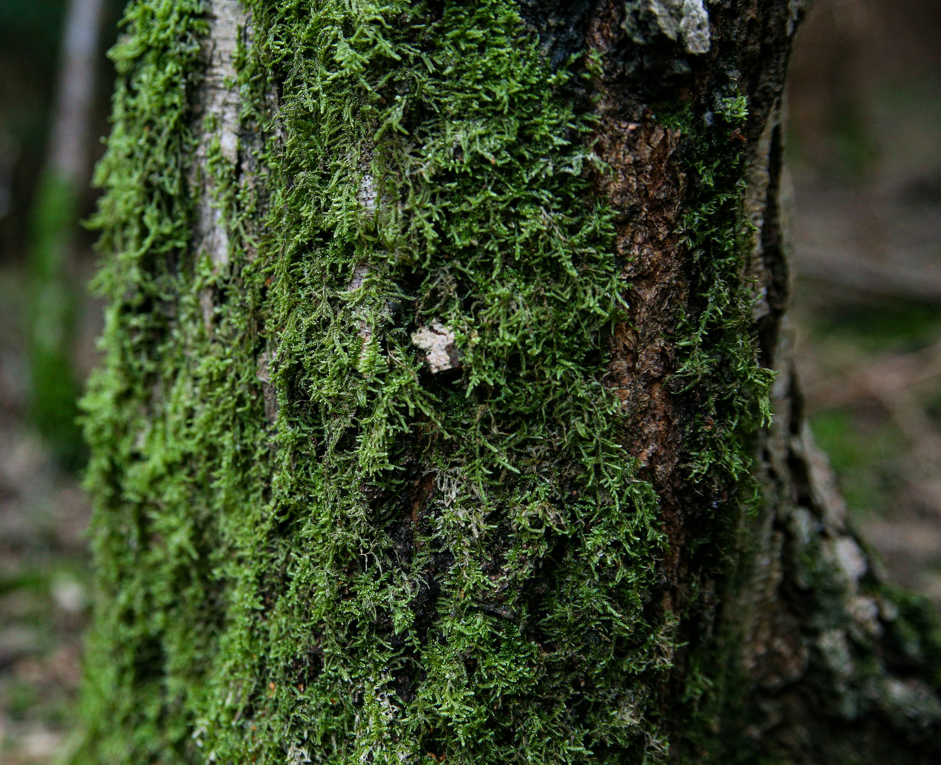 1. Musgo em Árvores: Um Guia Completo para Identificação e Cuidados
2. Os Benefícios Surpreendentes do Musgo para o Meio Ambiente
3. Como Remover Musgo de Árvores de Forma Segura e Eficaz
4. Musgo vs. Líquen: Entenda as Diferenças e Impactos nas Plantas
5. Árvores com Musgo: Sinais de Alerta e Prevenção de Doenças