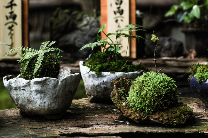 musgo no tronco da arvore