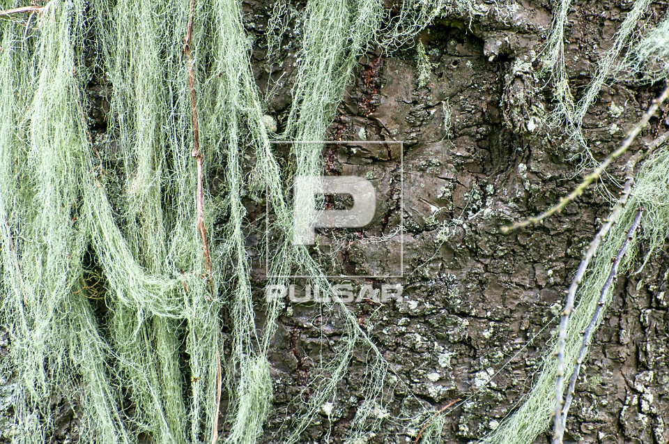 1. Musgo em Árvores: Um Guia Completo para Identificação e Cuidados
2. Os Benefícios Surpreendentes do Musgo para o Meio Ambiente
3. Como Remover Musgo de Árvores de Forma Segura e Eficaz
4. Musgo vs. Líquen: Entenda as Diferenças e Impactos nas Plantas
5. Árvores com Musgo: Sinais de Alerta e Prevenção de Doenças