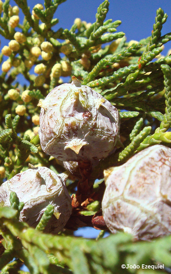 3. Como o Município de Cedro Celebra o Dia do Livro Nacional