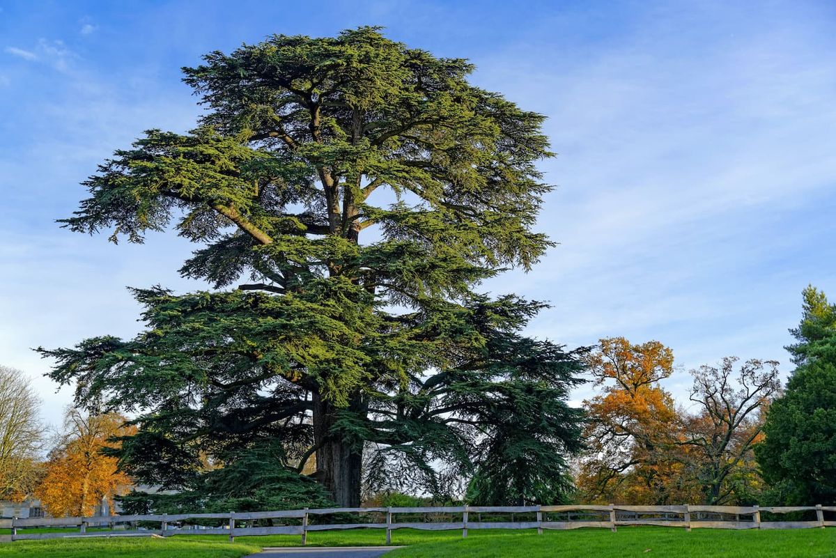 o cedro do Líbano da USP
