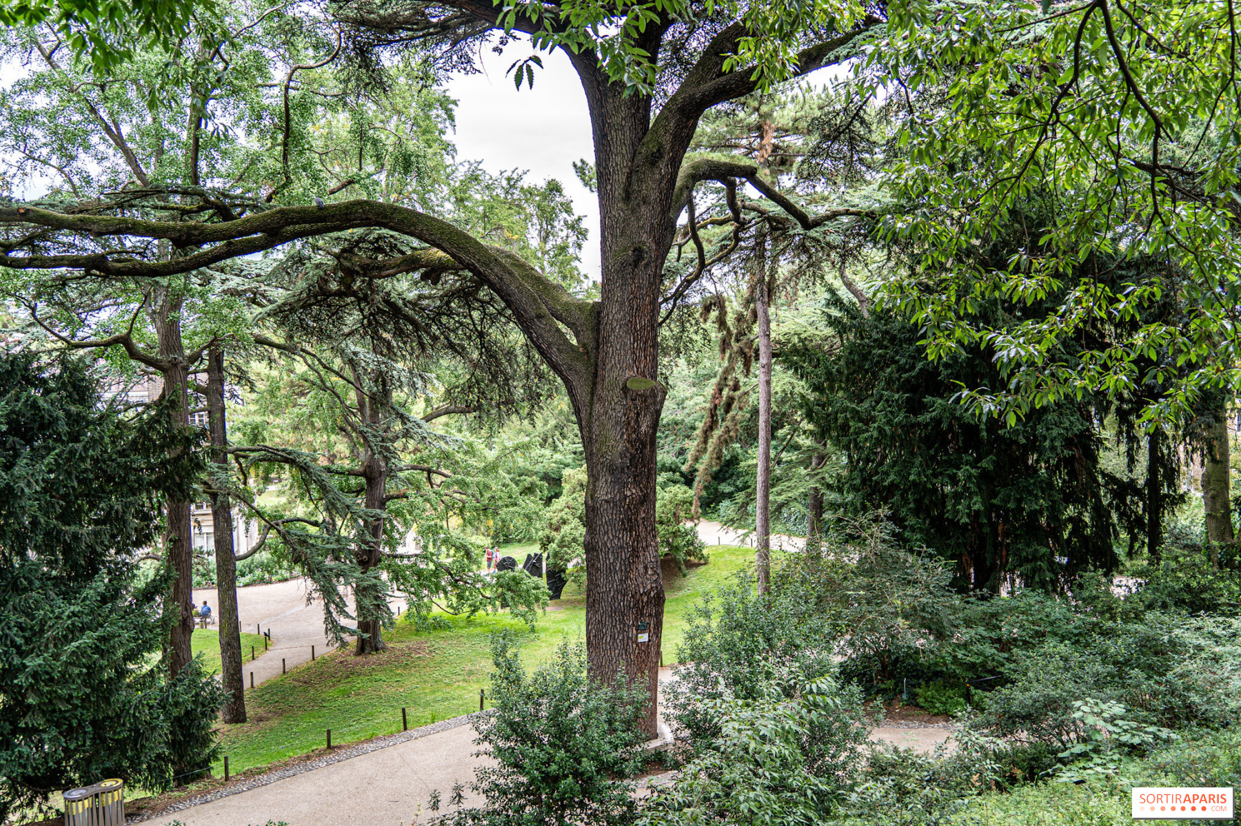 1. O Cedro do Líbano na USP: Um Símbolo de Conexão e História.
2. Conheça os Exemplares de Cedrus libani nos Campi da USP.
3. O Significado Cultural e Botânico do Cedro do Líbano.
4. Da Bandeira do Líbano à USP: A Jornada do Cedro.
5. Tese e Literatura: O Cedro do Líbano como Metáfora.
