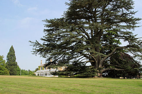 1. O Cedro do Líbano na USP: Um Símbolo de Conexão e História.
2. Conheça os Exemplares de Cedrus libani nos Campi da USP.
3. O Significado Cultural e Botânico do Cedro do Líbano.
4. Da Bandeira do Líbano à USP: A Jornada do Cedro.
5. Tese e Literatura: O Cedro do Líbano como Metáfora.