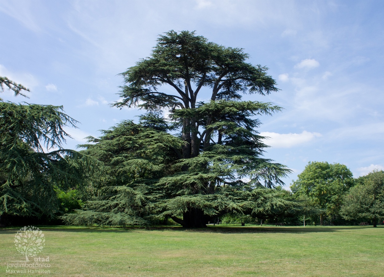 o cedro do Líbano da USP