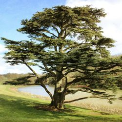 1. O Cedro do Líbano na USP: Um Símbolo de Conexão e História.
2. Conheça os Exemplares de Cedrus libani nos Campi da USP.
3. O Significado Cultural e Botânico do Cedro do Líbano.
4. Da Bandeira do Líbano à USP: A Jornada do Cedro.
5. Tese e Literatura: O Cedro do Líbano como Metáfora.