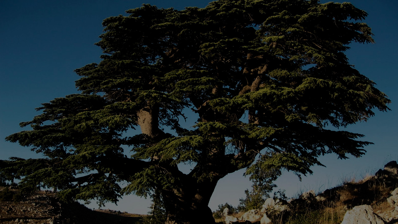 o cedro do Líbano da USP