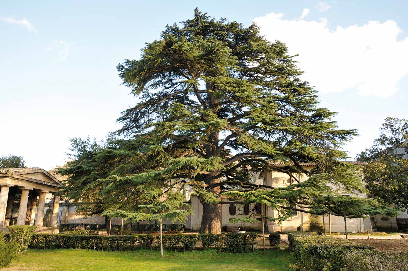 1. O Cedro do Líbano na USP: Um Símbolo de Conexão e História.
2. Conheça os Exemplares de Cedrus libani nos Campi da USP.
3. O Significado Cultural e Botânico do Cedro do Líbano.
4. Da Bandeira do Líbano à USP: A Jornada do Cedro.
5. Tese e Literatura: O Cedro do Líbano como Metáfora.